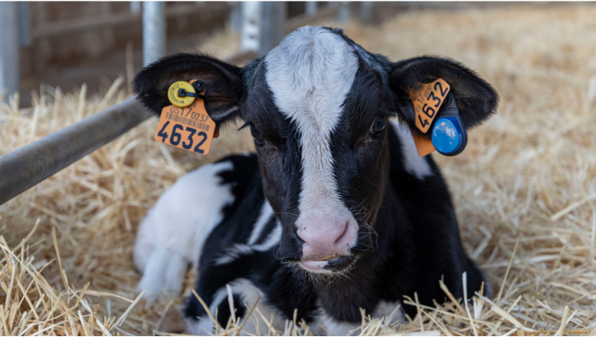 dairy calf